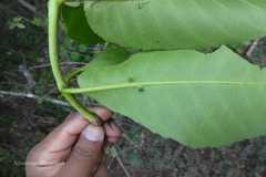 Terminalia tomentosa